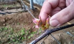 葡萄抹芽的作用是什么，怎樣進(jìn)行葡萄抹芽定梢
