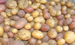 什么是馬鈴薯塊莖休眠 怎樣打破塊莖休眠？