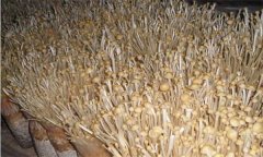 如何防治金針菇鏈孢霉菌？
