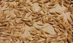 常規(guī)稻能自己留種嗎？它與無公害水稻有何不同