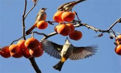 鳥害如何預防？鳥害防治的主要手段和方法