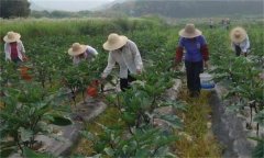 茄子如何高效施肥，給茄子施肥要注意什么？