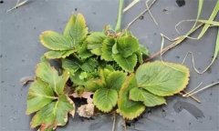 怎樣防治草莓病毒?。? /></a>
            <a href=