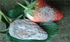 怎樣防治草莓白粉??？