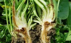 芹菜燒心是什么原因引起的？如何預(yù)防芹菜燒心