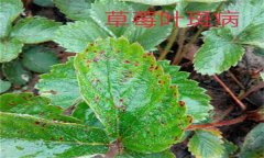 怎樣防治草莓葉斑?。ㄉ哐鄄。? /></a>
            <a href=