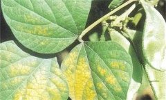 大豆花葉病毒病的發(fā)病原因、癥狀表現(xiàn)和防治方