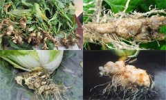 如何防治大白菜根腫病，其發(fā)生原因是什么？