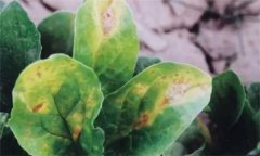 菠菜炭疽病的危害癥狀有哪些？如何防治？