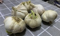 大蒜萌發(fā)期、幼苗期、鱗莖期、休眠期生育特點