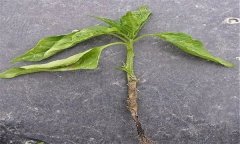 蔬菜苗期立枯病有哪些癥狀？用什么藥最好？