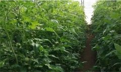 番茄定植前已施大量底肥，花前還追不追肥？