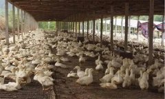 如何制定肉鴨免疫程序？