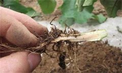 茄子漚根是什么原因造成的 怎樣預防茄子漚根？