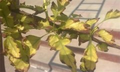 山楂缺鐵的癥狀、產(chǎn)生因素與補救措施