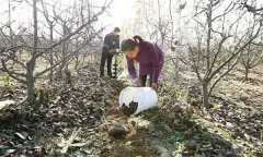 果樹配方施肥應(yīng)注意哪些問題？