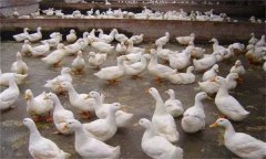 產(chǎn)蛋鴨產(chǎn)蛋早期、中期與后期飼養(yǎng)管理有何不同