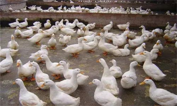 產(chǎn)蛋鴨產(chǎn)蛋早期、中期與后期飼養(yǎng)管理