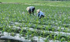 什么叫復(fù)種 復(fù)種的作用、類型、必要條件與方式
