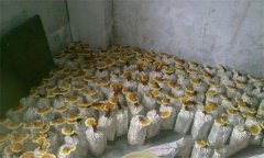 什么是靈芝瓶栽法？瓶栽靈芝怎樣進行管理？