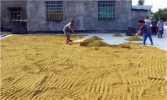 水稻種植前為什么要曬種、選種、浸種和催芽