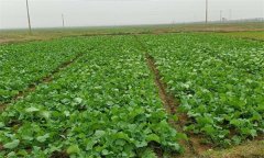 油菜春露地栽培技術(shù)要點是什么？