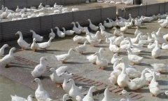 肉鴨腹水癥發(fā)病原因是什么，怎么治療？