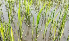水稻生產(chǎn)中如何識(shí)別、預(yù)防與防治2，4-d藥害