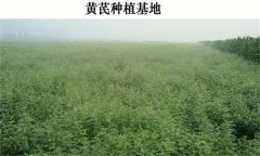 黃芪產地在哪里？黃芪生態(tài)習性簡介