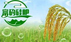 硅肥對發(fā)展優(yōu)質水稻生產(chǎn)有哪些好處？