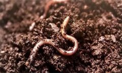 土壤生物包括哪三類？土壤生物的種類及作用