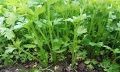 芹菜有哪些種類(lèi)？芹菜真的越吃越瘦嗎？