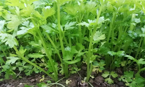 芹菜有哪些種類(lèi)