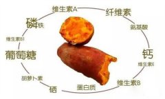 紅薯的營養(yǎng)特點(diǎn) 紅薯的輔助功能知多少？