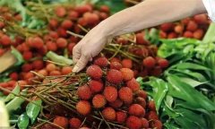 為什么會(huì)出現(xiàn)荔枝病 如何吃荔枝才最安全？