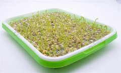 培育豌豆芽苗菜的水為什么會(huì)變綠？