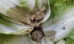 大白菜病蟲害的防治及預防 、治療方法