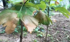 銀杏葉斑病的發(fā)病癥狀、發(fā)病規(guī)律與防治方法