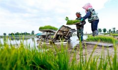 機(jī)插秧起秧、運(yùn)秧、添秧的要求 怎樣防止漂秧？