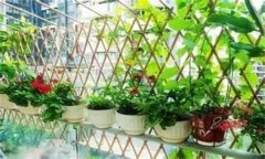 如何種植陽(yáng)臺(tái)蔬菜？陽(yáng)臺(tái)種菜的感悟和心得