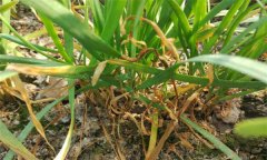 韭菜莖枯病的癥狀表現(xiàn)、發(fā)病規(guī)律與防治方法