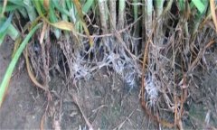 怎樣防治韭菜白絹?。? /></a>
            <a href=