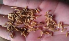 為什么會出現(xiàn)水稻爛種、爛芽、爛秧和死苗現(xiàn)象