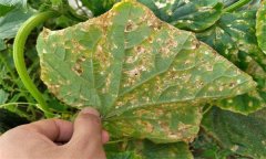 黃瓜細(xì)菌性角斑病的癥狀、發(fā)生規(guī)律與防治方法