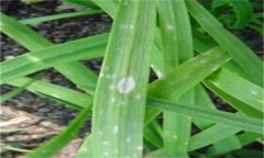 韭菜灰霉病的表現(xiàn)癥狀、發(fā)病規(guī)律與防治方法