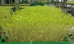 花椒芽苗菜如何進(jìn)行工廠化生產(chǎn)？