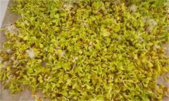 白菜芽苗菜如何進(jìn)行立體無(wú)土栽培？