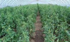 冬春茬番茄晚吊蔓有哪些好處 需注意哪些問題？