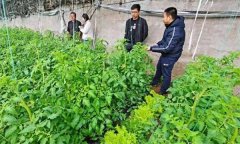 深冬期套種番茄應(yīng)注意什么問題？