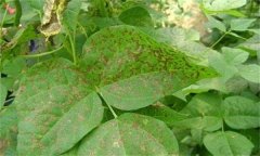 如何防治菜豆炭疽病，其病原菌是什么？